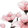 🌸