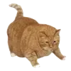 🐈