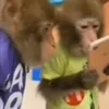 🐵