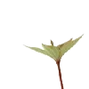 🌸