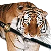 🐯
