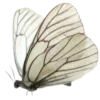🦋