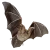 🦇