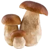 🍄