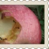 🍎