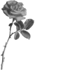 🌹
