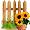 🌻