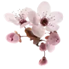 🌸