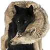 🐺