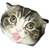 🤪
