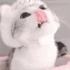 🐱