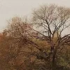 🍂