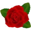🌹