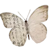 🦋
