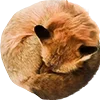 🦊