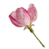 🌸