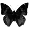 🦋