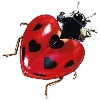 🐞