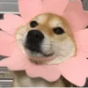 🌹