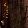 🍂