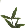 🌿