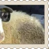 🐑