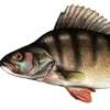 🐟