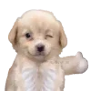👍