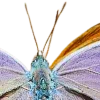 🦋