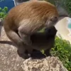 🐵