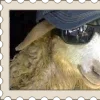 🐑
