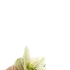🌸