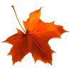 🍁
