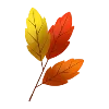 🍁