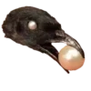 🐦