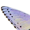 🦋