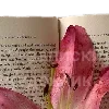 📖