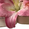 🌸