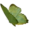 🦋