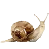 🐌