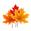 🍁
