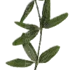 🌿