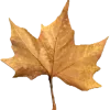🍂