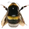 🐝