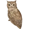 🦉