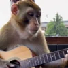 🎸