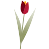 🌷
