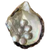 🐚