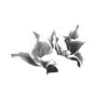 🪽