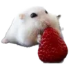 🐹